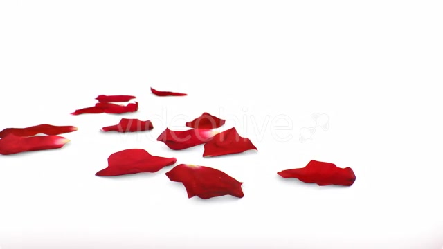 Red Rose Petals Videohive 14375755 Motion Graphics Image 7