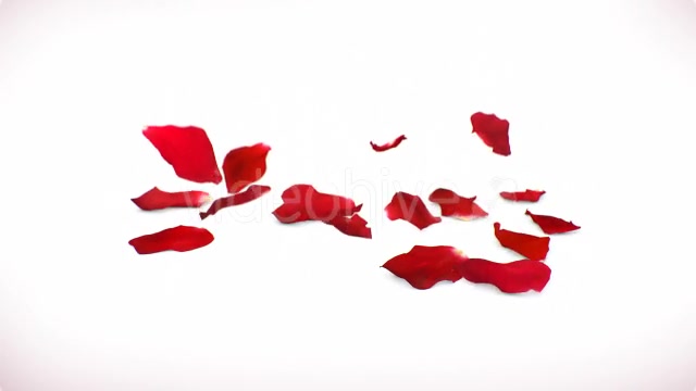 Red Rose Petals Videohive 14375755 Motion Graphics Image 9
