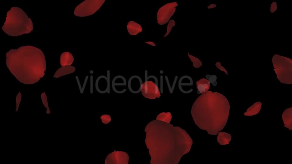 Red Rose Petals Falling Loop Videohive 20610293 Motion Graphics Image 1