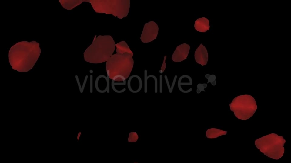 Red Rose Petals Falling Loop Videohive 20610293 Motion Graphics Image 10