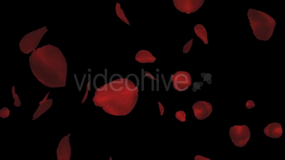 Red Rose Petals Falling Loop Videohive 20610293 Motion Graphics Image 2