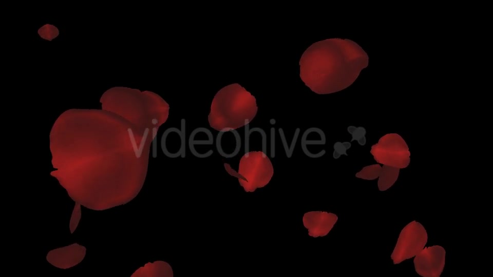 Red Rose Petals Falling Loop Videohive 20610293 Motion Graphics Image 3