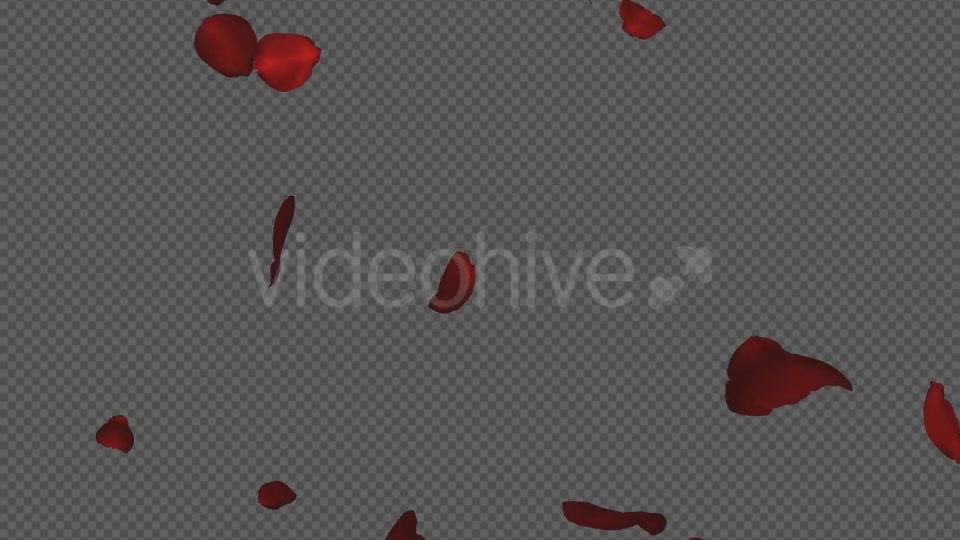 Red Rose Petals Falling Loop Videohive 20610293 Motion Graphics Image 4