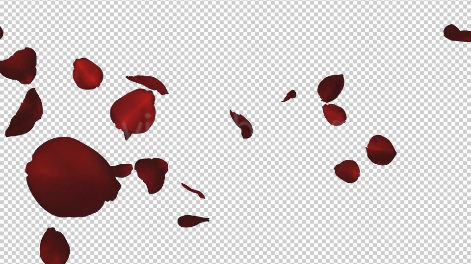 Red Rose Petals Falling Loop Videohive 20610293 Motion Graphics Image 5