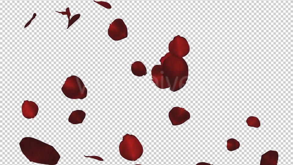 Red Rose Petals Falling Loop Videohive 20610293 Motion Graphics Image 6