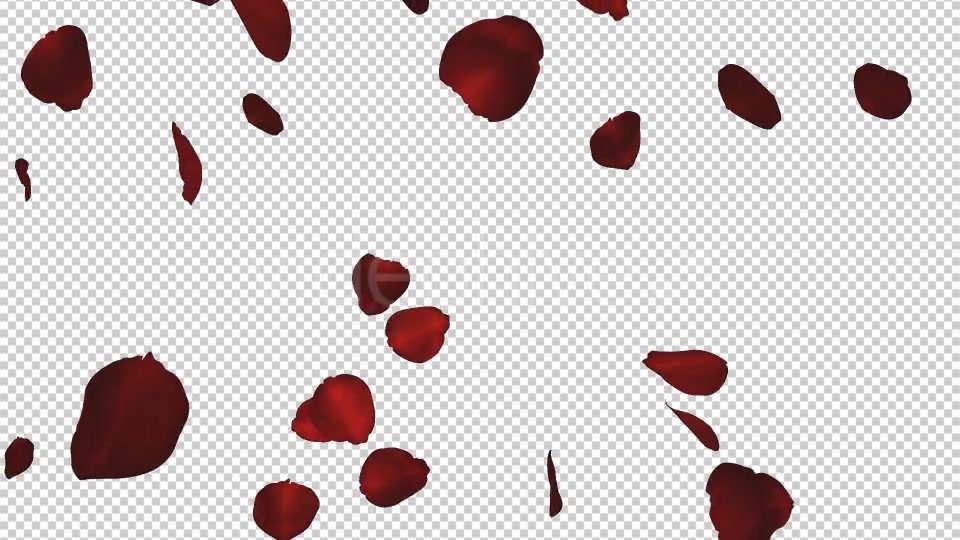 Red Rose Petals Falling Loop Videohive 20610293 Motion Graphics Image 7