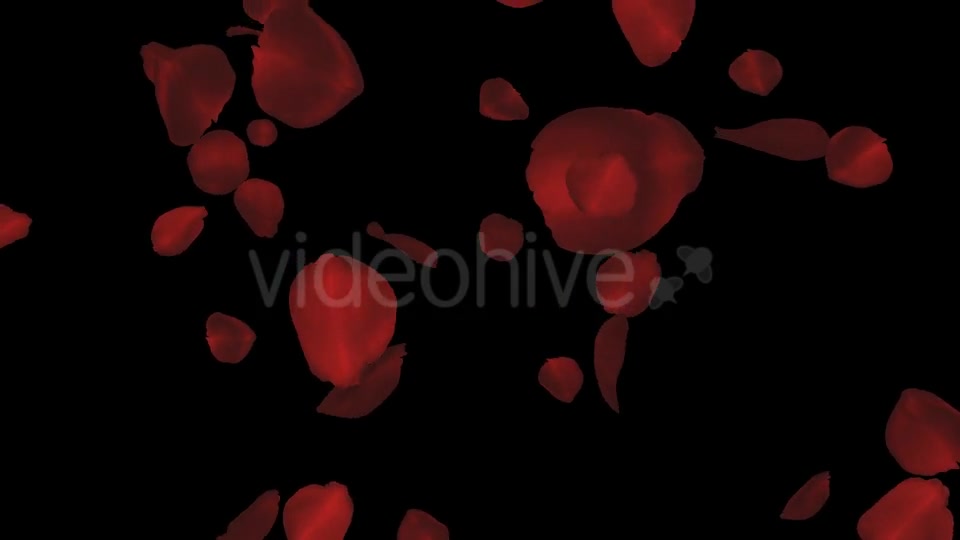 Red Rose Petals Falling Loop Videohive 20610293 Motion Graphics Image 8