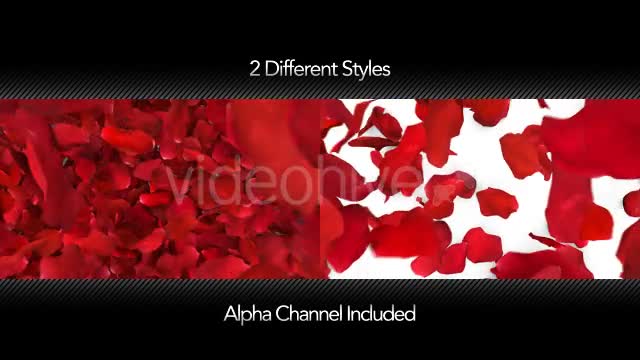 Red Rose Petals Fill Screen Overlay Videohive 14503738 Motion Graphics Image 1