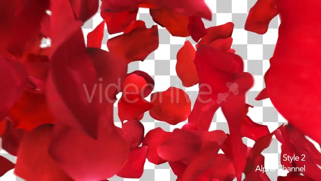 Red Rose Petals Fill Screen Overlay Videohive 14503738 Motion Graphics Image 10