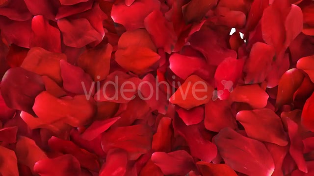 Red Rose Petals Fill Screen Overlay Videohive 14503738 Motion Graphics Image 11
