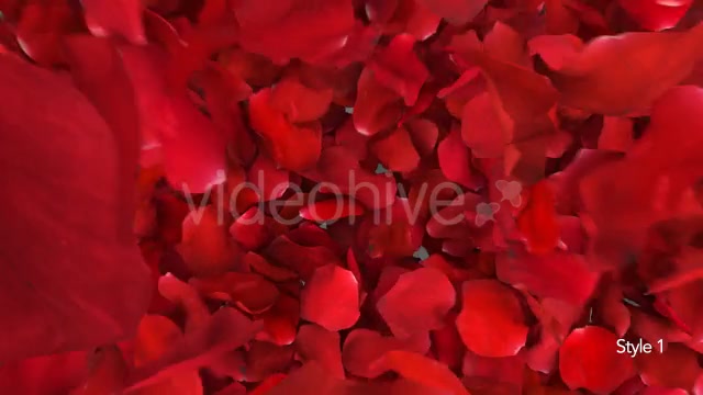 Red Rose Petals Fill Screen Overlay Videohive 14503738 Motion Graphics Image 3
