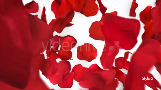 Red Rose Petals Fill Screen Overlay Videohive 14503738 Motion Graphics Image 5