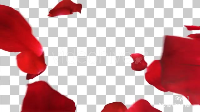 Red Rose Petals Fill Screen Overlay Videohive 14503738 Motion Graphics Image 7