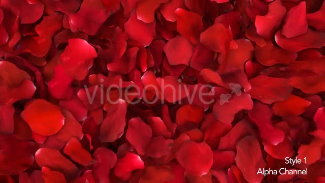 Red Rose Petals Fill Screen Overlay Videohive 14503738 Motion Graphics Image 8