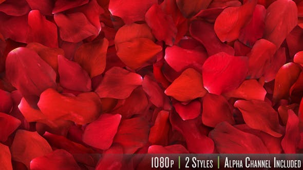 Red Rose Petals Fill Screen Overlay - Download 14503738 Videohive