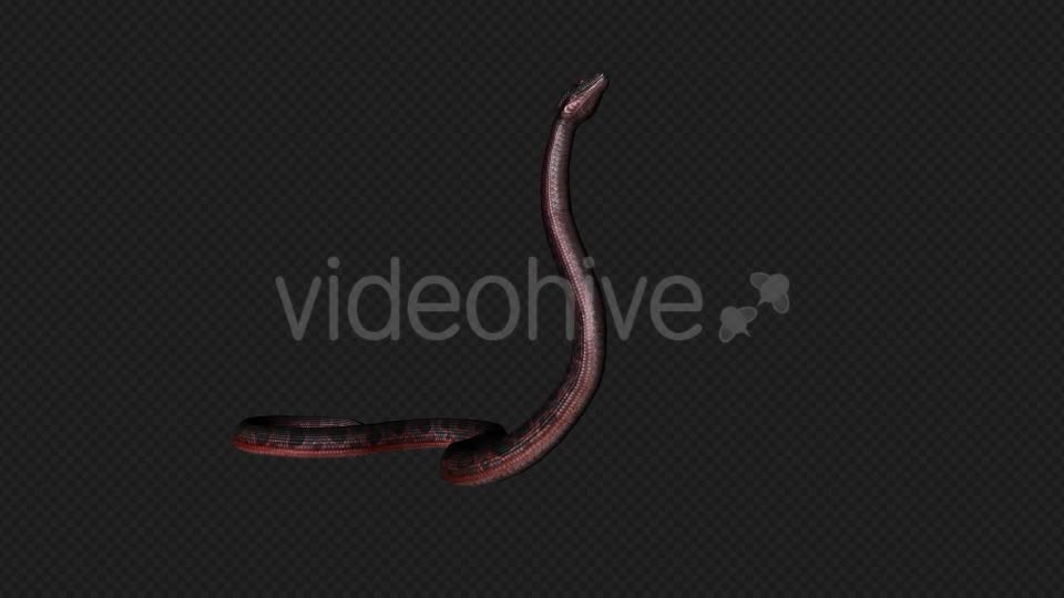 Red Snake Firing Pack 7 In 1 Videohive 19879211 Motion Graphics Image 1