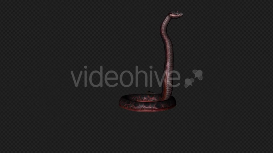 Red Snake Firing Pack 7 In 1 Videohive 19879211 Motion Graphics Image 10