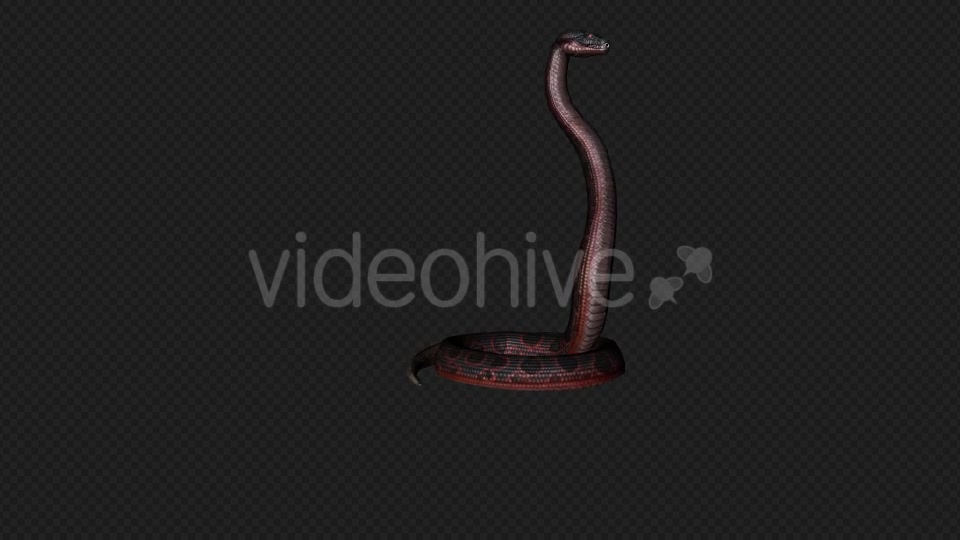 Red Snake Firing Pack 7 In 1 Videohive 19879211 Motion Graphics Image 11