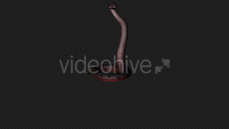 Red Snake Firing Pack 7 In 1 Videohive 19879211 Motion Graphics Image 12
