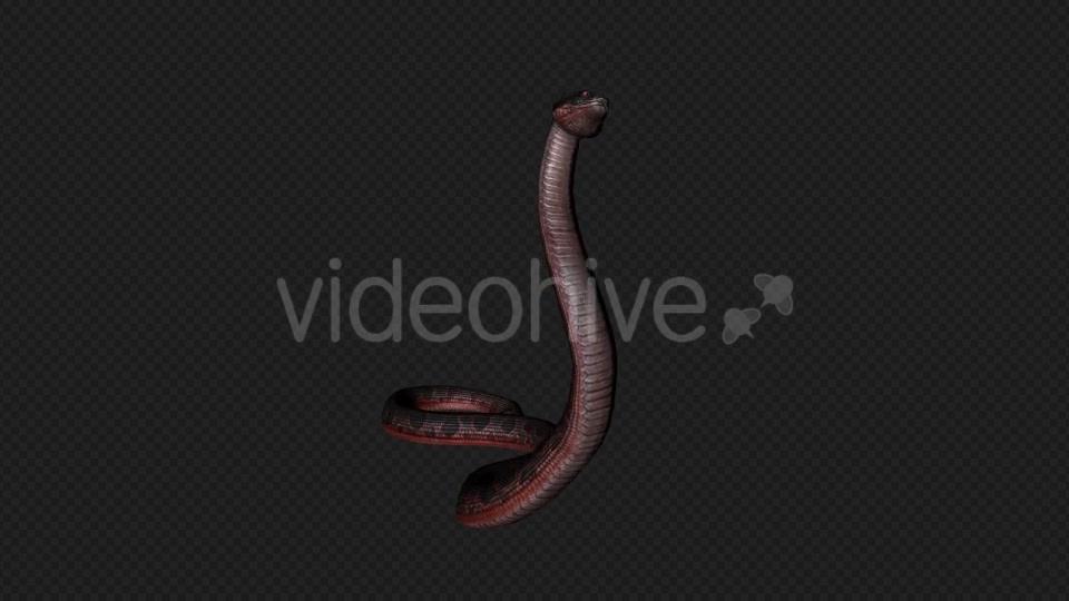 Red Snake Firing Pack 7 In 1 Videohive 19879211 Motion Graphics Image 3