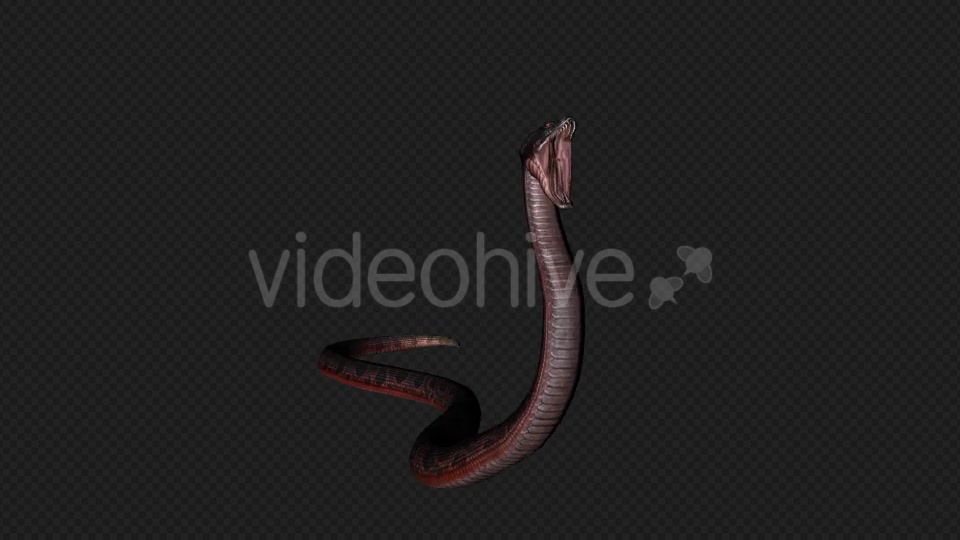 Red Snake Firing Pack 7 In 1 Videohive 19879211 Motion Graphics Image 4