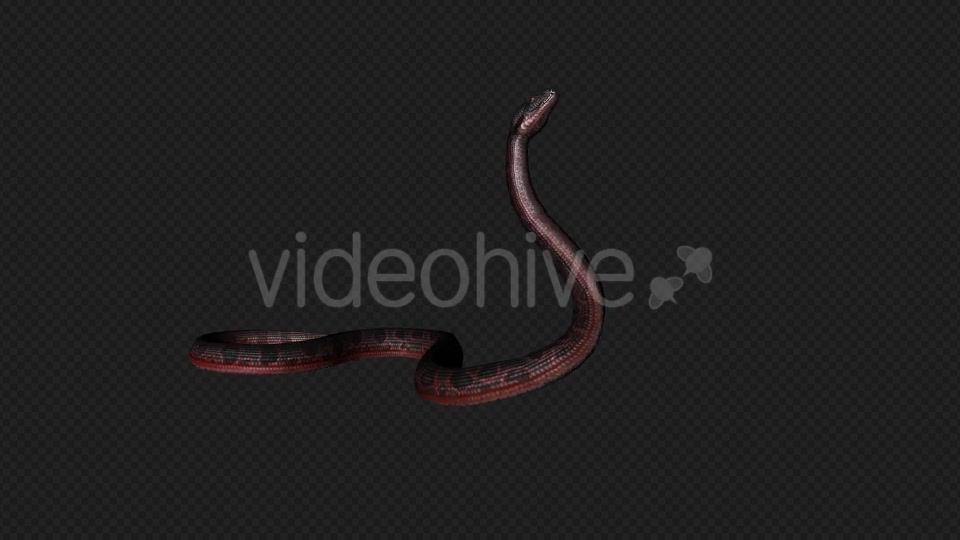 Red Snake Firing Pack 7 In 1 Videohive 19879211 Motion Graphics Image 5