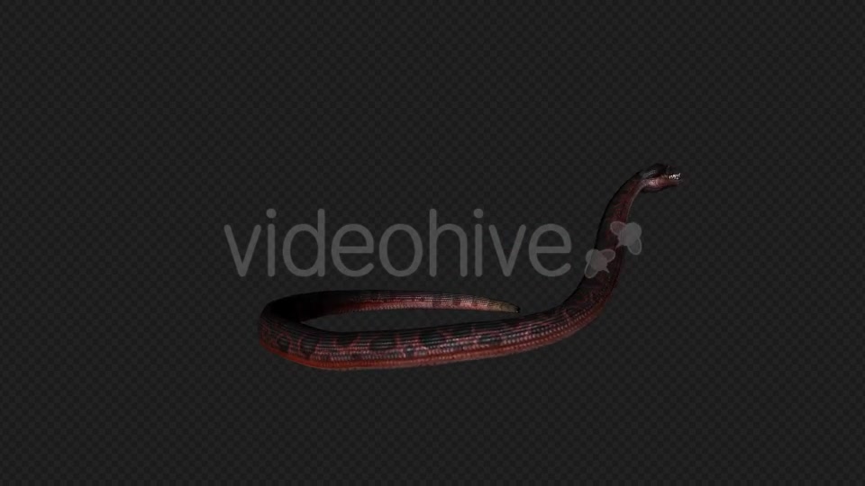 Red Snake Firing Pack 7 In 1 Videohive 19879211 Motion Graphics Image 6