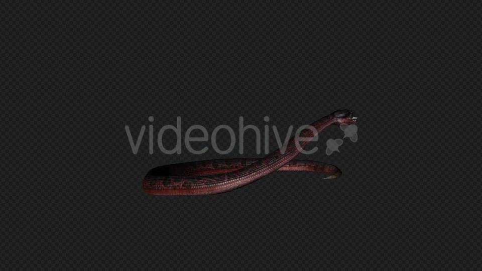 Red Snake Firing Pack 7 In 1 Videohive 19879211 Motion Graphics Image 7