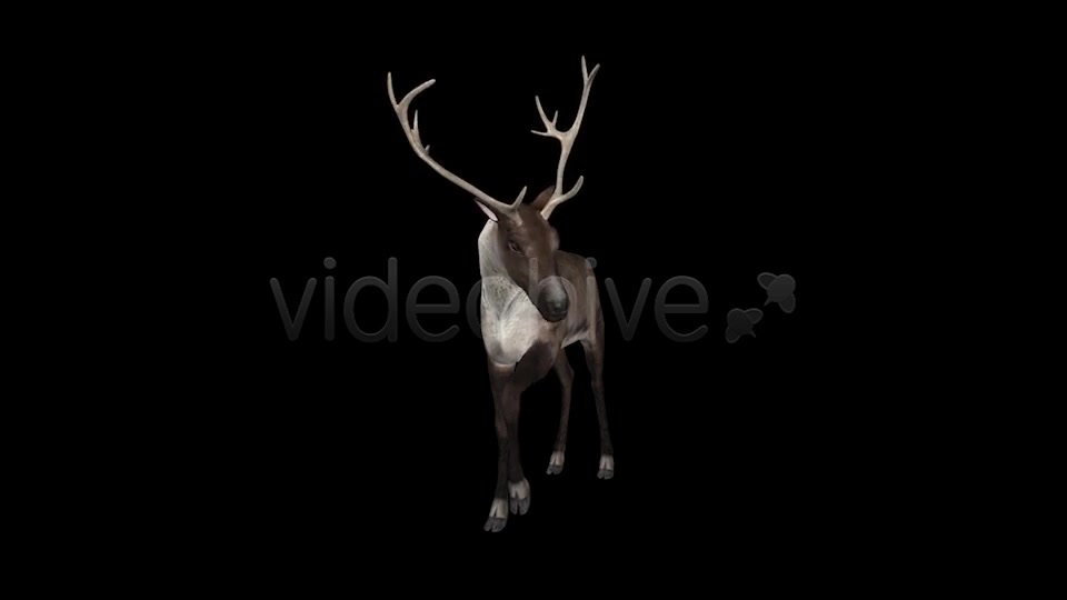 Reindeer Videohive 6490511 Motion Graphics Image 2