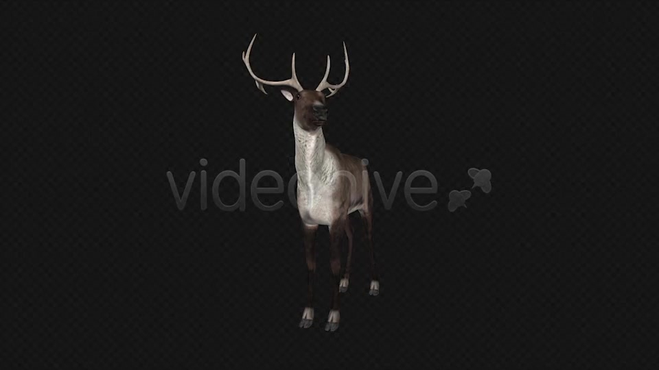 Reindeer Videohive 6490511 Motion Graphics Image 4