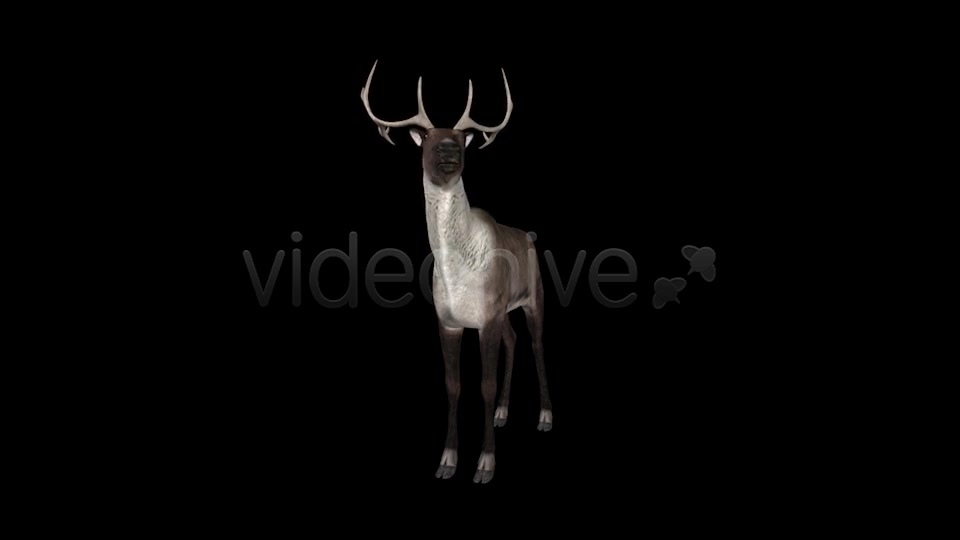 Reindeer Videohive 6490511 Motion Graphics Image 5