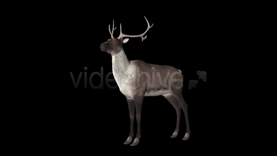 Reindeer Videohive 6490511 Motion Graphics Image 6