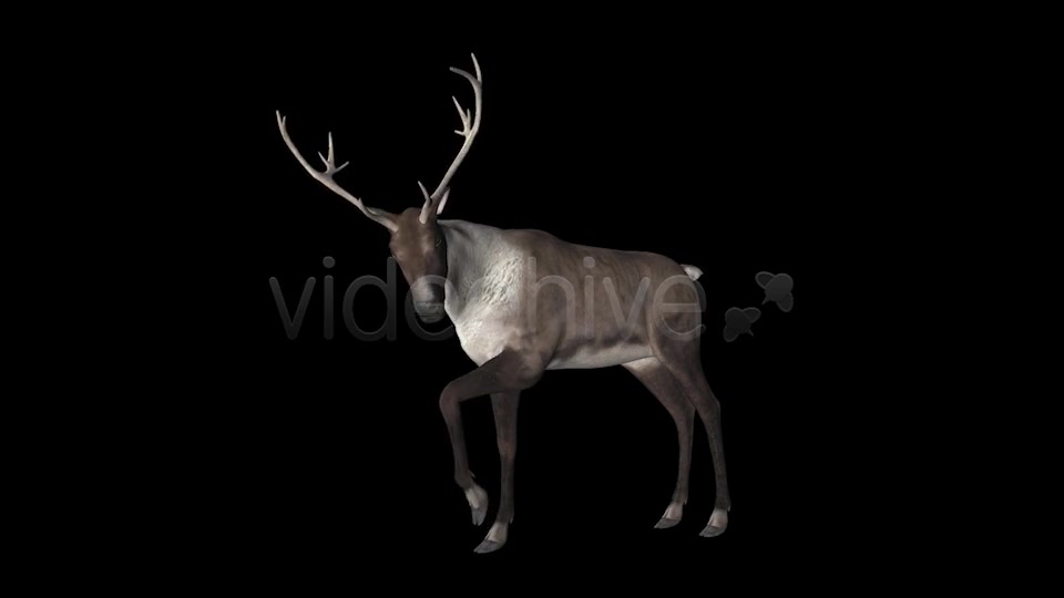 Reindeer Videohive 6490511 Motion Graphics Image 7