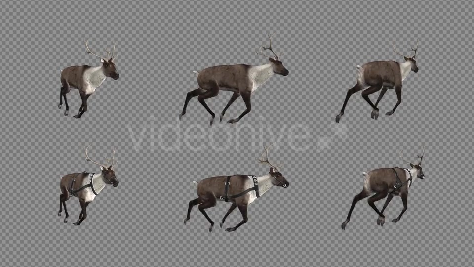 Reindeer Run Pack of 6 Videohive 9432542 Motion Graphics Image 10