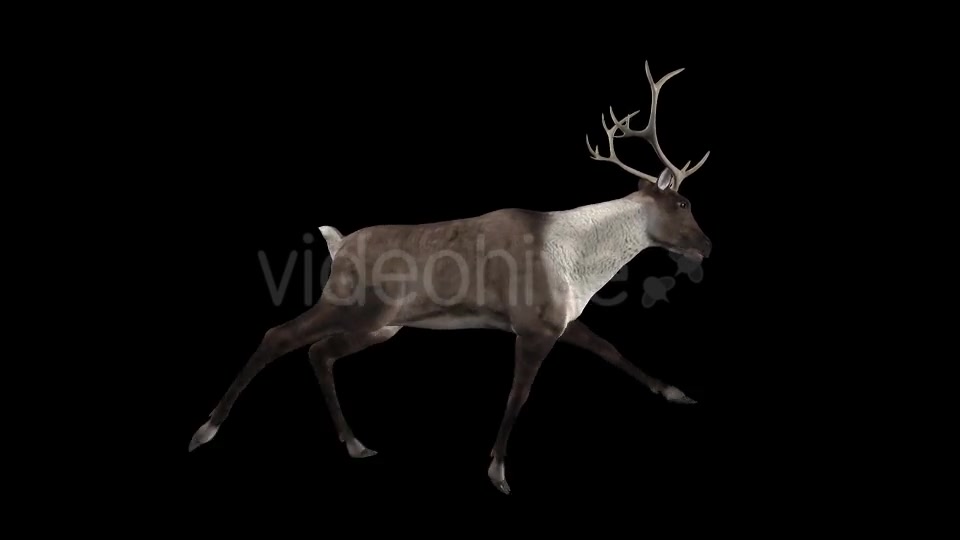 Reindeer Run Pack of 6 Videohive 9432542 Motion Graphics Image 2