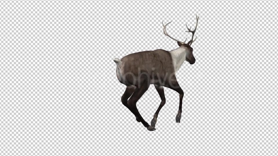 Reindeer Run Pack of 6 Videohive 9432542 Motion Graphics Image 3