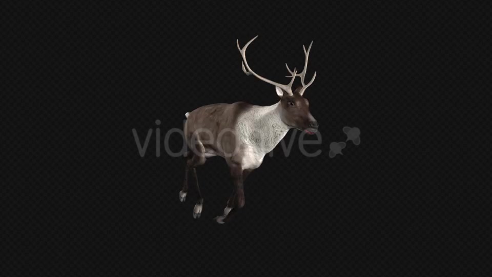 Reindeer Run Pack of 6 Videohive 9432542 Motion Graphics Image 4