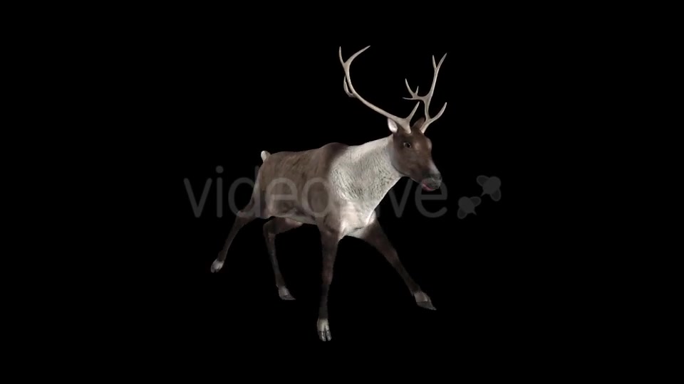 Reindeer Run Pack of 6 Videohive 9432542 Motion Graphics Image 5