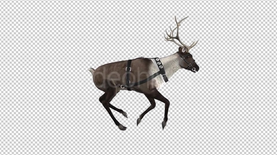 Reindeer Run Pack of 6 Videohive 9432542 Motion Graphics Image 6