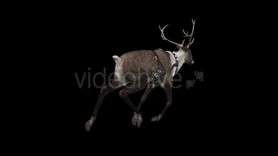 Reindeer Run Pack of 6 Videohive 9432542 Motion Graphics Image 7