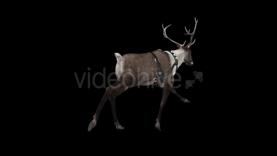 Reindeer Run Pack of 6 Videohive 9432542 Motion Graphics Image 8