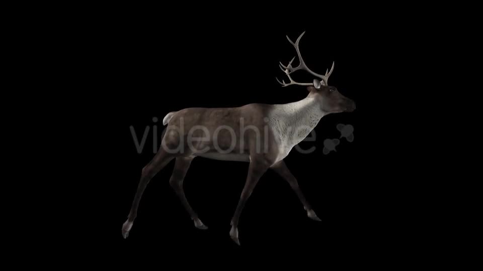 Reindeer Walk Pack of 6 Videohive 9471980 Motion Graphics Image 1