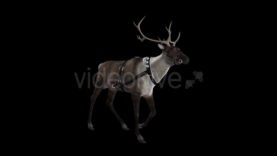 Reindeer Walk Pack of 6 Videohive 9471980 Motion Graphics Image 10