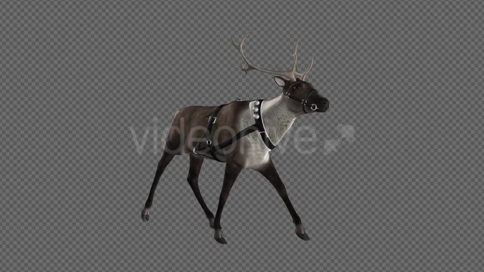 Reindeer Walk Pack of 6 Videohive 9471980 Motion Graphics Image 11