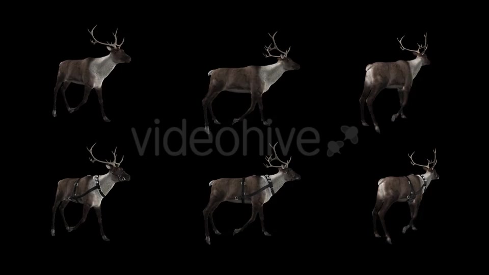 Reindeer Walk Pack of 6 Videohive 9471980 Motion Graphics Image 12