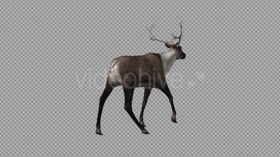 Reindeer Walk Pack of 6 Videohive 9471980 Motion Graphics Image 3