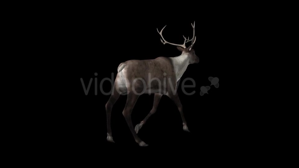 Reindeer Walk Pack of 6 Videohive 9471980 Motion Graphics Image 4