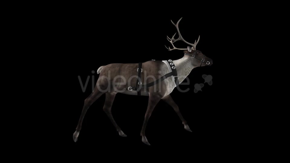 Reindeer Walk Pack of 6 Videohive 9471980 Motion Graphics Image 6