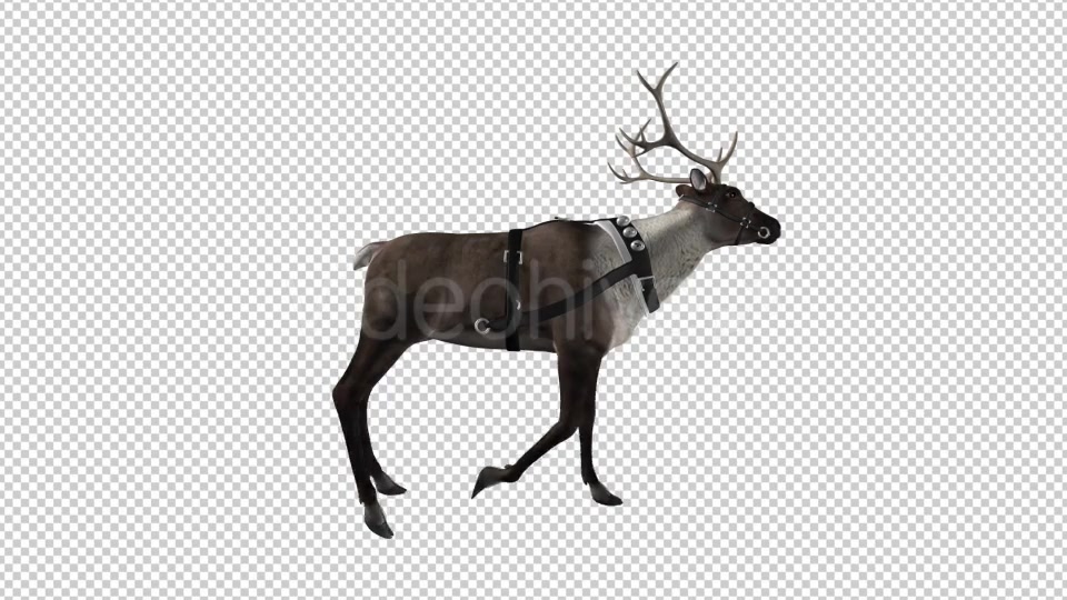 Reindeer Walk Pack of 6 Videohive 9471980 Motion Graphics Image 7