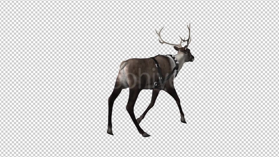 Reindeer Walk Pack of 6 Videohive 9471980 Motion Graphics Image 9